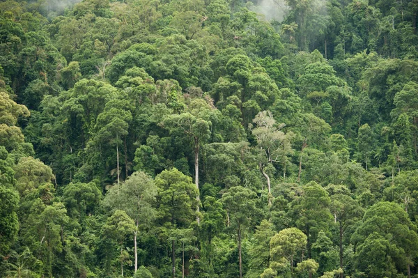Tropischer Regenwald im Hala-Bala-Naturschutzgebiet in Thailand, Naturhintergrund. — Stockfoto