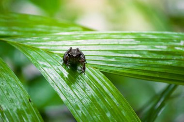 Ortak kurbağa makro, portre içinde onun çevre. Tayland