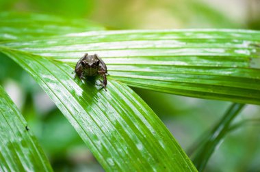Ortak kurbağa makro, portre içinde onun çevre. Tayland