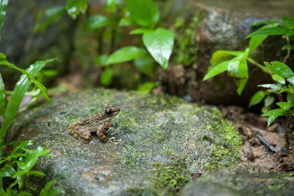 一般的なカエルのマクロ、その環境の肖像画。タイ — ストック写真