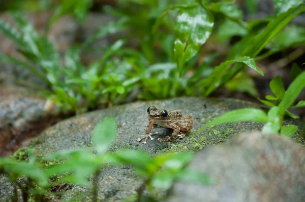 Поширених макрос жаба, портрет в його середовищем. Таїланд — стокове фото