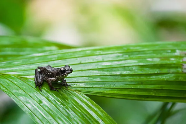 Macro rana comune, ritratto nel suo ambiente. Tailandia — Foto Stock