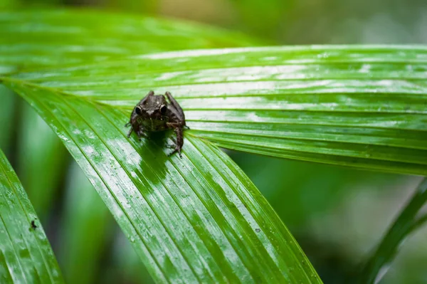 Macro rana común, retrato en su entorno. Tailandia — Foto de Stock