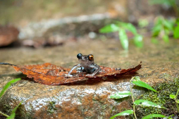 Macro rana comune, ritratto nel suo ambiente. Tailandia — Foto Stock