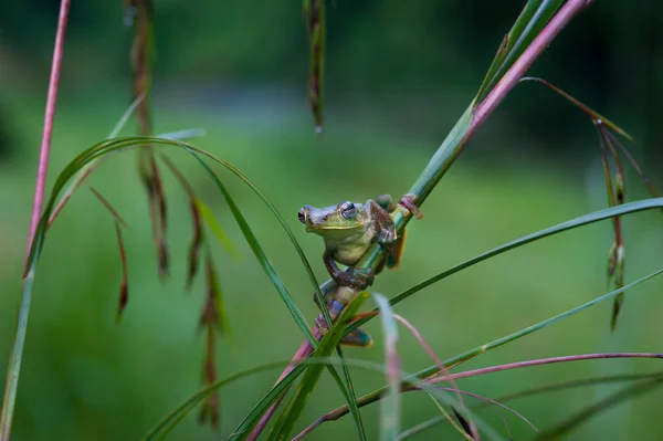 Společné žába makro, portrét v jeho prostředí. Thajsko — Stock fotografie