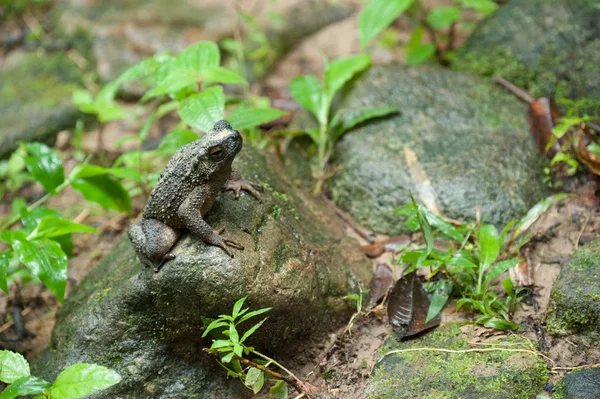 Wspólnego żaba makro, portret w swoim środowisku. Tajlandia — Zdjęcie stockowe