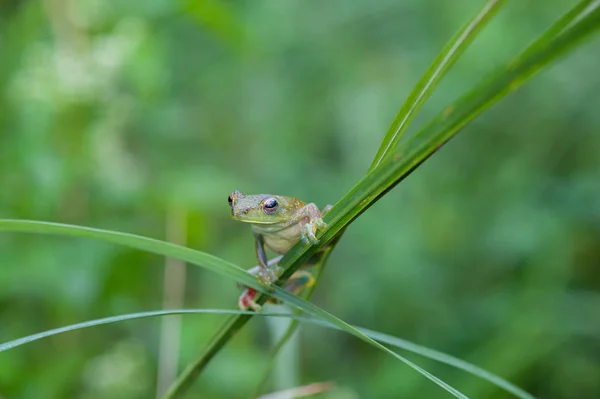 Společné žába makro, portrét v jeho prostředí. Thajsko — Stock fotografie
