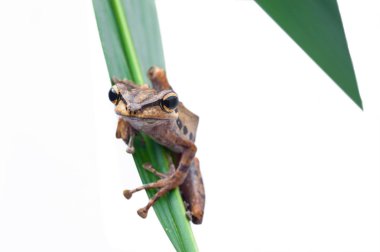 Beyaz arka plan - makro çekim, sevimli kurbağa kurbağa