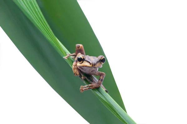 Sapo no fundo branco - tiro macro, o sapo árvore bonito — Fotografia de Stock