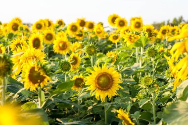 Ayçiçeği günbatımı sırasında alanları Tayland