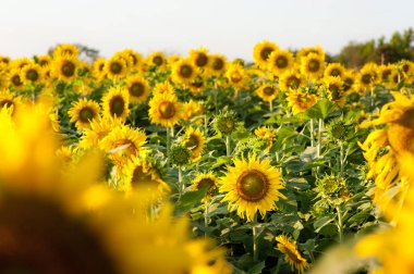 Ayçiçeği günbatımı sırasında alanları Tayland