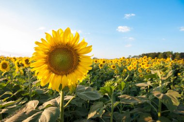 Ayçiçeği günbatımı sırasında alanları Tayland