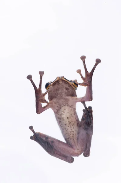 Žába na bílém pozadí - makro výstřel, roztomilý Rosnička — Stock fotografie