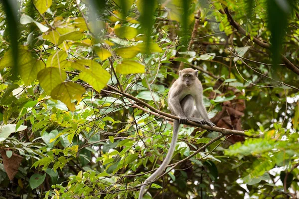 Singes vérifiant les puces et les tiques sur la clôture en béton dans le pa — Photo