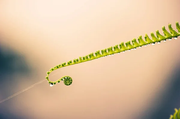 Fern with dew, cover green leaf of fern in soft morning light. — Stock Photo, Image