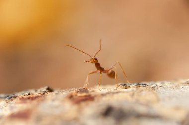 kapandı: kırmızı karınca bahçedeki ağaç üzerinde çalışma