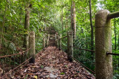 doğa iz, yol ahşap köprü derin orman (Milli Parkı, Tayland ile)
