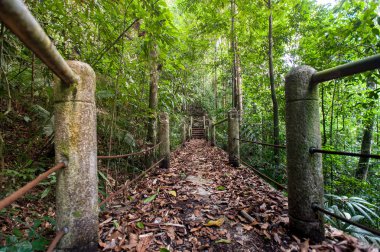 doğa iz, yol ahşap köprü derin orman (Milli Parkı, Tayland ile)