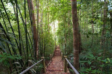 doğa iz, yol ahşap köprü derin orman (Milli Parkı, Tayland ile)