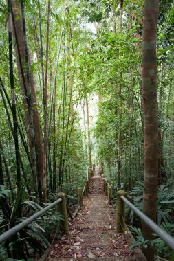 doğa iz, yol ahşap köprü derin orman (Milli Parkı, Tayland ile)