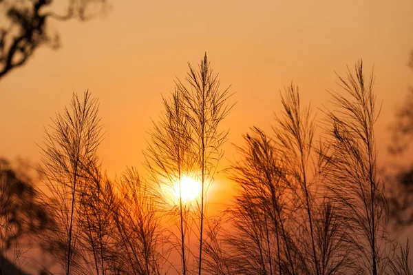 夕日の背景に、葦草のシルエット. — ストック写真