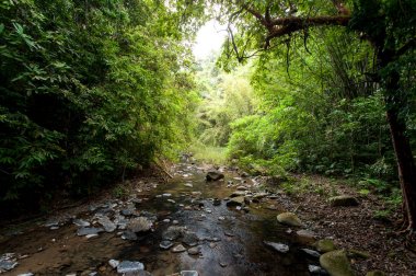 Tropikal yağmur ormanları ile yeşil ağaçlar, Tayland