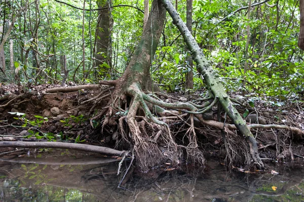 Raíces arbóreas y bosque verde, Parque Nacional del Paisaje —  Fotos de Stock