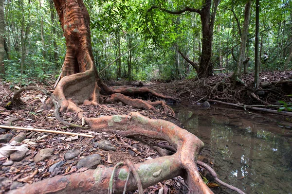 Trädrötter och gröna skog, landskap rain forest National Park — Stockfoto
