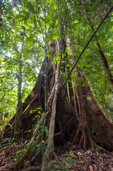 Raíces arbóreas y bosque verde, Parque Nacional del Paisaje —  Fotos de Stock