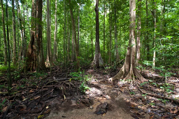 Raíces arbóreas y bosque verde, Parque Nacional del Paisaje —  Fotos de Stock