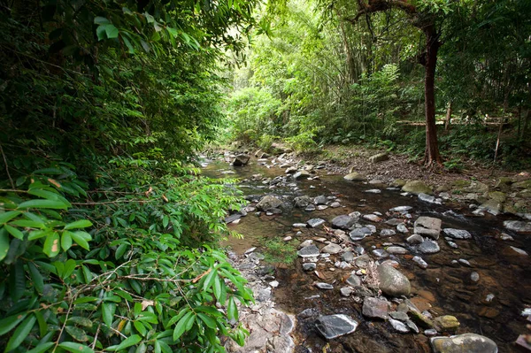 Selva tropical con árboles verdes, Tailandia —  Fotos de Stock