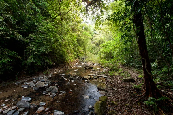 Tropical rain forest with green trees,Thailand — Stock Photo, Image