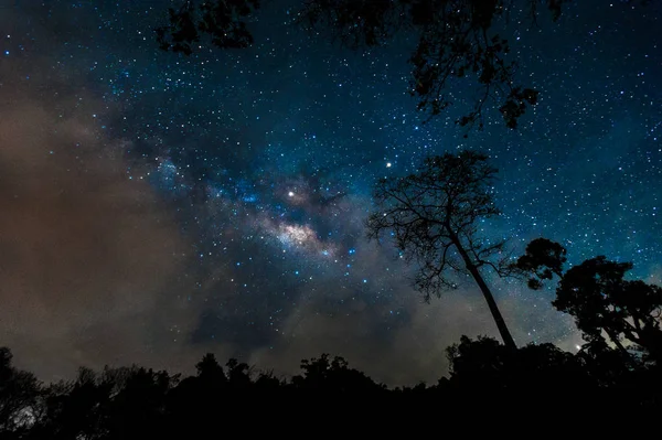 Beautiful milky way galaxy on night sky in the forest park — Stock Photo, Image