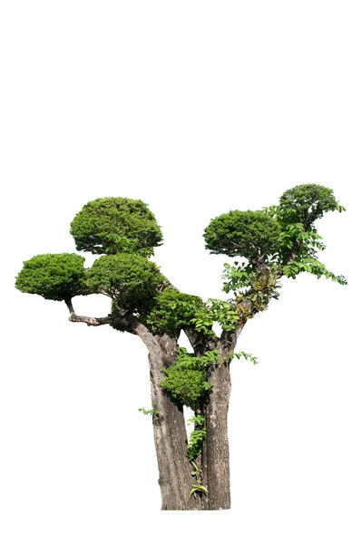 Decoración del hogar de madera: Árbol aislado sobre fondo blanco con camino de recorte . — Foto de Stock