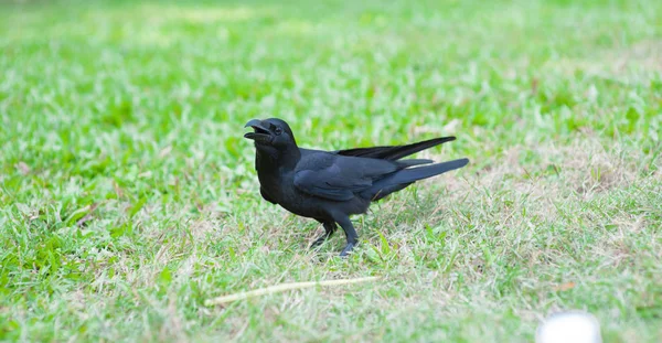 Pássaro preto (Corvus macrorhynchos) no parque — Fotografia de Stock