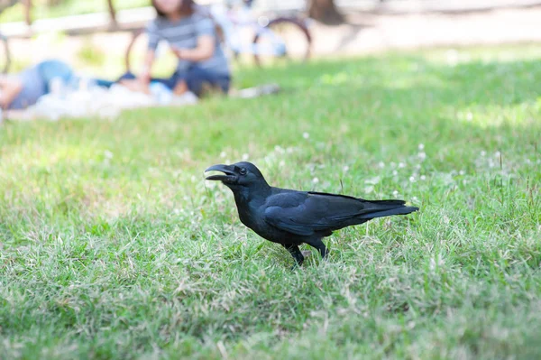 Pássaro preto (Corvus macrorhynchos) no parque — Fotografia de Stock