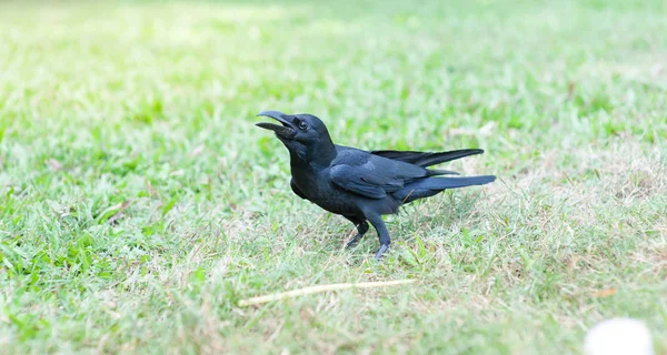 Чёрная птица (Corvus macrorhynchos) в парке — стоковое фото