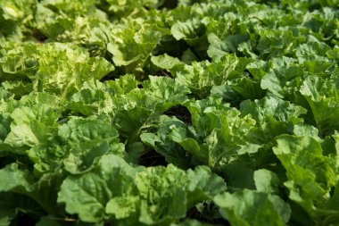 Yeşil bir organik sebze bahçesi, genç taze sebze ile Bahçe suyu yağmurlama sistemi