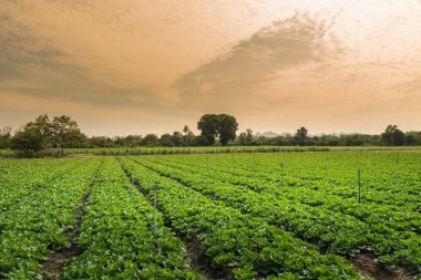 Yeşil bir organik sebze bahçesi, genç taze sebze ile Bahçe suyu yağmurlama sistemi