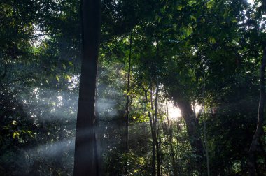 Yatay yağmur ormanları Milli Parkı Tayland