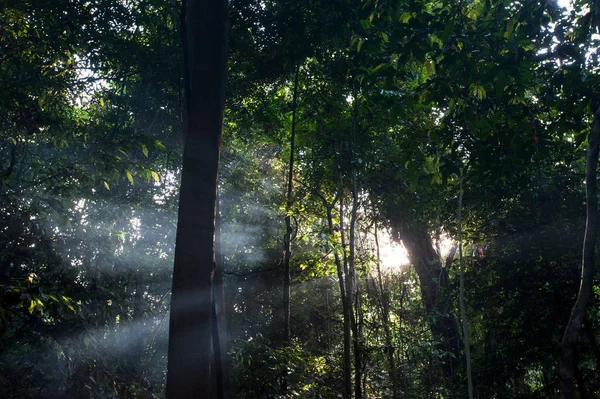 Landscape rain forest National Park in Thailand — Stock Photo, Image