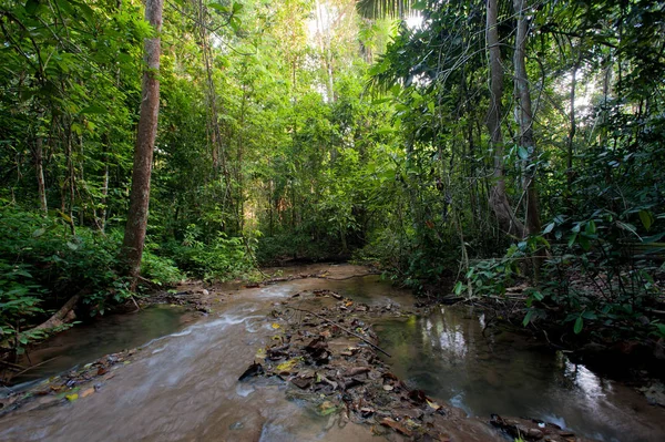 Краєвид дощовий ліс Національний парк в Таїланді — стокове фото