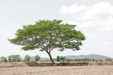 büyük ağaç ve beyaz gökyüzü arka plan