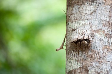 Yakın: Draco uçan kertenkele ağaç doğa üzerinde