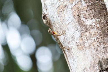 Yakın: Draco uçan kertenkele ağaç doğa üzerinde