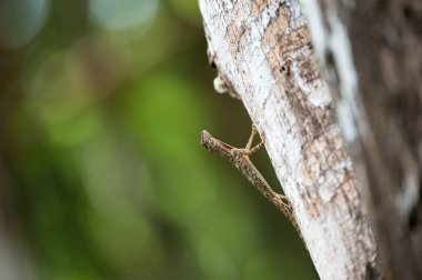Yakın: Draco uçan kertenkele ağaç doğa üzerinde