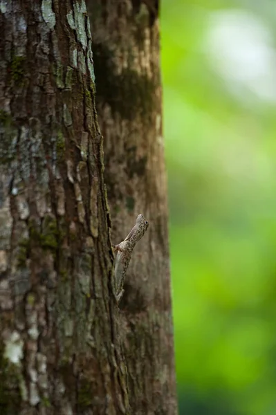 Close up: Draco lagarto voador na árvore na natureza — Fotografia de Stock