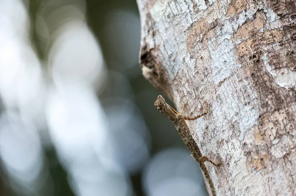 Yakın: Draco uçan kertenkele ağaç doğa üzerinde — Stok fotoğraf
