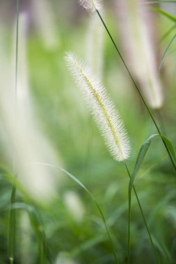 Renkli çimen çiçek ve ışık, güzel yaz manzara. 
