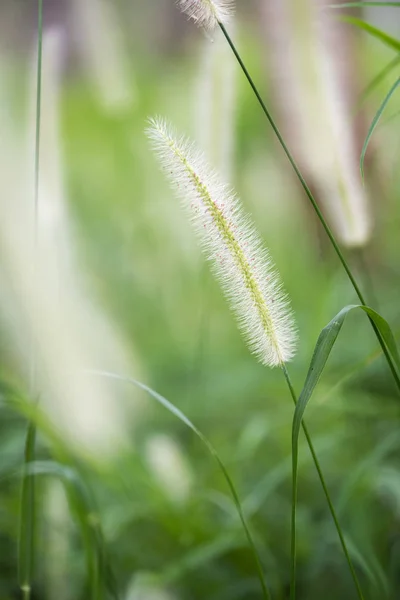 Barevné trávy květina a světlo, krásné letní krajina. — Stock fotografie